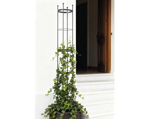 Kvetináč s podperou pre popínavé rastliny a brečtanom pred vchodom do domu