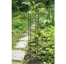 Rastlina paradajky s oporou v záhradnom záhone