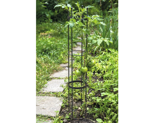 Rastlina paradajky s oporou v záhradnom záhone