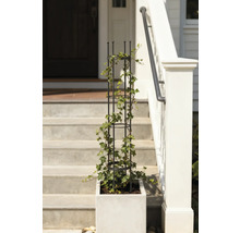 Kvetináč s mriežkovou konštrukciou a brečtanom na schodisku pred domom.