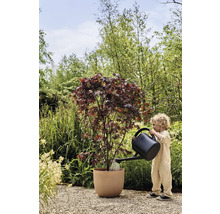 Dieťa zalieva javor v kvetináči v záhrade