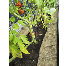 Paradajky a cukety rastú vo vyvýšenom záhone.