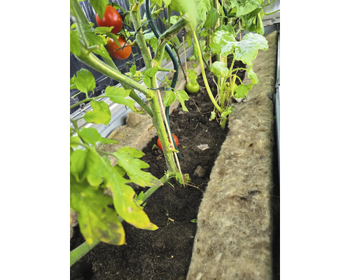 Paradajky a cukety rastú vo vyvýšenom záhone.