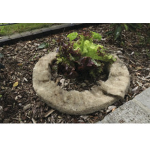 Výsadbový kruh z rastlinných vlákien so šalátom v záhradnom záhone