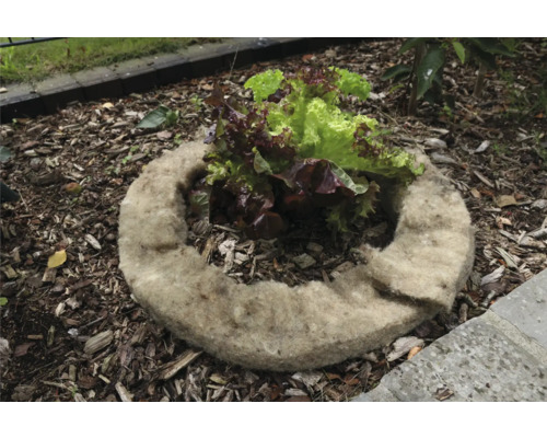 Výsadbový kruh z rastlinných vlákien so šalátom v záhradnom záhone