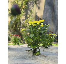 Žlté a červené chryzantémy na protiplevelovej textílii v záhrade.