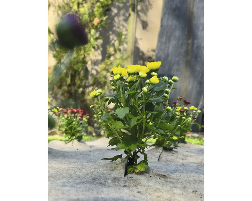 Žlté a červené chryzantémy na protiplevelovej textílii v záhrade.