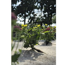 Žltá rastlina chryzantémy v záhradnom záhone.