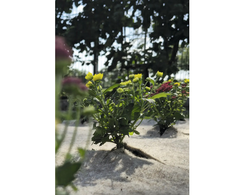 Žltá rastlina chryzantémy v záhradnom záhone.