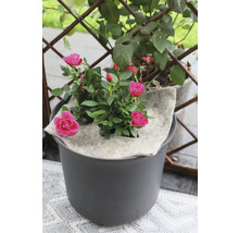 Ruža v kvetináči so zavlažovacou podložkou