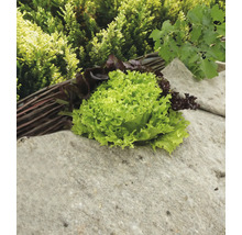 Hlávkový šalát a trhaný šalát na kamennom podstavci