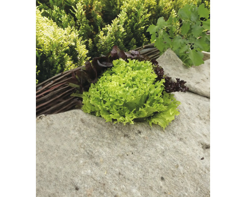 Hlávkový šalát a trhaný šalát na kamennom podstavci