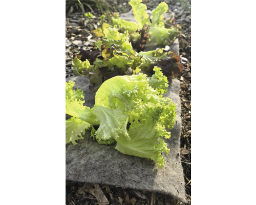 Zelený šalát na záhradnej textílii v záhone