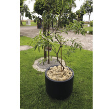 Strom v kvetináči na trávniku v záhrade