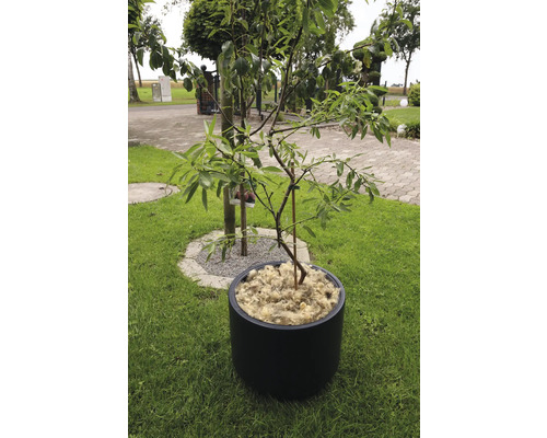 Strom v kvetináči na trávniku v záhrade