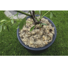 Strom v kvetináči pokrytý ovčou vlnou