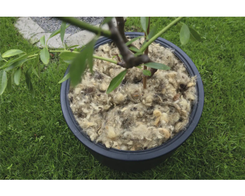 Strom v kvetináči pokrytý ovčou vlnou