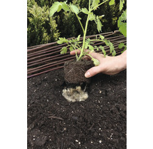 Sadenie sadenice paradajky do hliny s ovčou vlnou