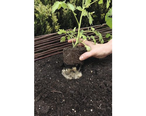 Sadenie sadenice paradajky do hliny s ovčou vlnou