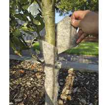 Kmeň stromu je chránený zimnou ochranou proti mrazu.