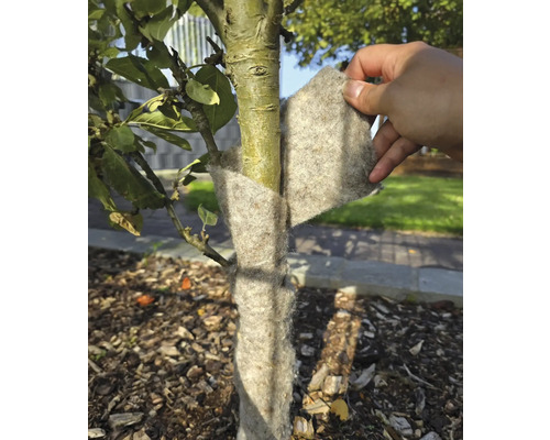 Kmeň stromu je chránený zimnou ochranou proti mrazu.