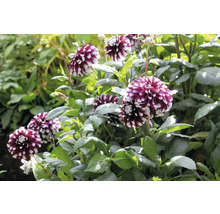 Detailný pohľad na skupinu kvetov georgín v záhradnom záhone