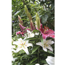 Detailný pohľad na kvety ľalií a puky v záhrade