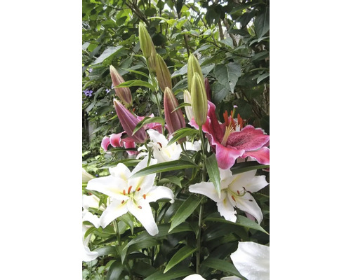 Detailný pohľad na kvety ľalií a puky v záhrade