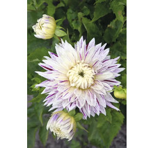 Detailný pohľad na georgínu s pruhovanými kvetnými lupienkami