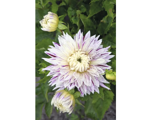 Detailný pohľad na georgínu s pruhovanými kvetnými lupienkami