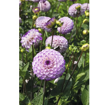 Detail fialových kvetov georgín v záhrade