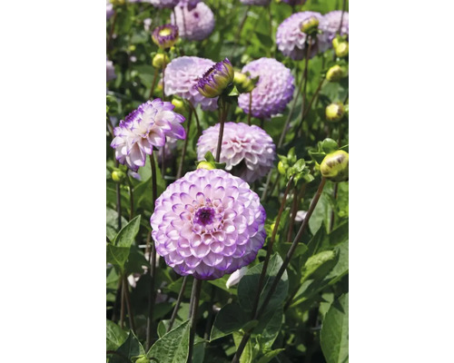 Detail fialových kvetov georgín v záhrade