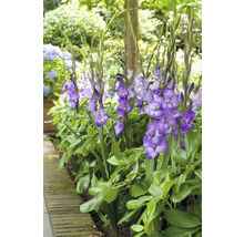 Skupina kvitnúcich gladiol v záhradnom záhone