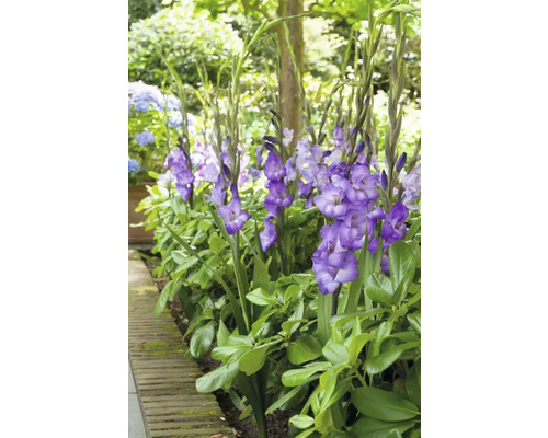 Skupina kvitnúcich gladiol v záhradnom záhone