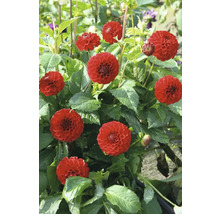 Detailný pohľad na červené kvety georgín v záhrade.