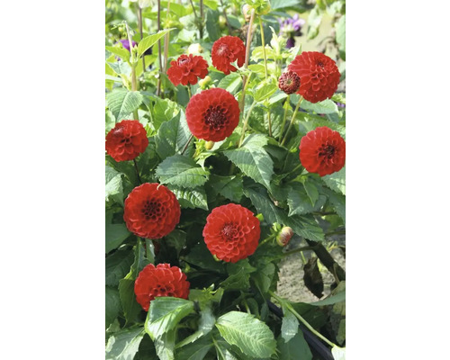 Detailný pohľad na červené kvety georgín v záhrade.