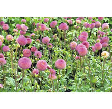 Pole kvitnúcich georgín s kvetmi v tvare gule