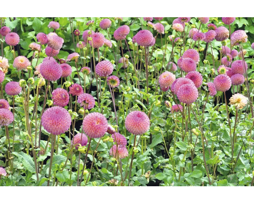 Pole kvitnúcich georgín s kvetmi v tvare gule