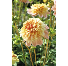 Detail žlto-ružového kvetu georgíny v záhrade.