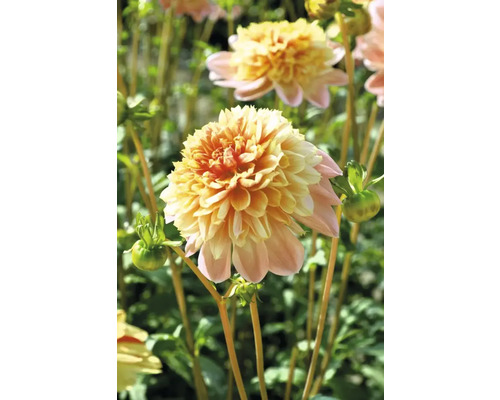 Detail žlto-ružového kvetu georgíny v záhrade.