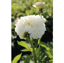 Detail bielej georgíny v záhrade.