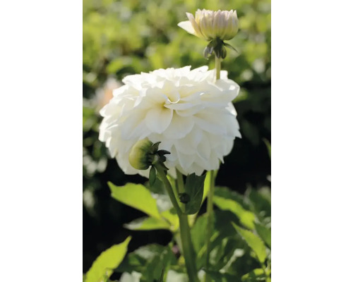 Detail bielej georgíny v záhrade.