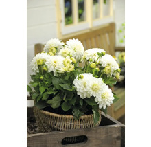 Dálie v košíku na drevenej doske