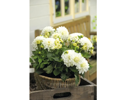 Dálie v košíku na drevenej doske