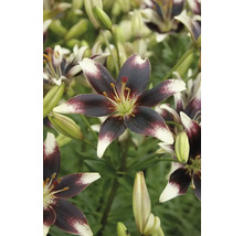 Detail kvetov ľalie s tmavými okvetnými lístkami a svetlými špičkami