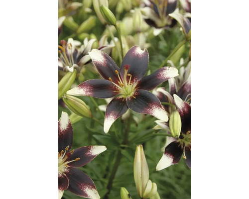 Detail kvetov ľalie s tmavými okvetnými lístkami a svetlými špičkami