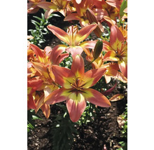 Detailný záber tigrích ľalií v záhrade.