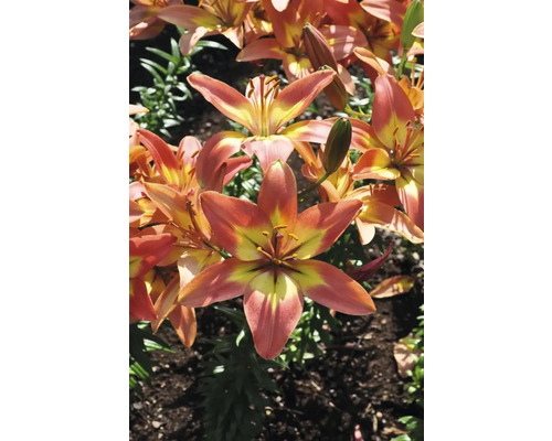 Detailný záber tigrích ľalií v záhrade.