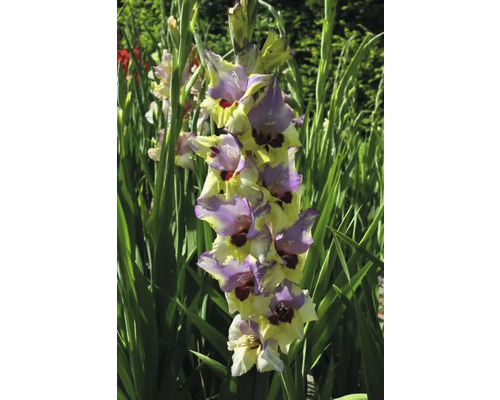 Kvitnúca gladiola v záhrade