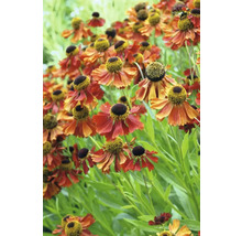 Skupina kvetov Helenium v záhrade.